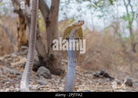 Stacle indiano cobra (naja naja), satara maharashtra india (1) Foto Stock