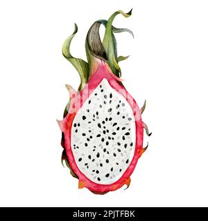 Acquerello rosa rosso drago frutta illustrazione. Botanical taglio metà pitaya disegno di una pianta tropicale esotica con semi isolati su sfondo bianco. Foto Stock