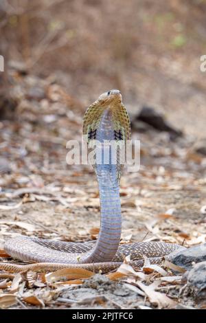 Stacle indiano cobra (naja naja), satara maharashtra india (1) Foto Stock