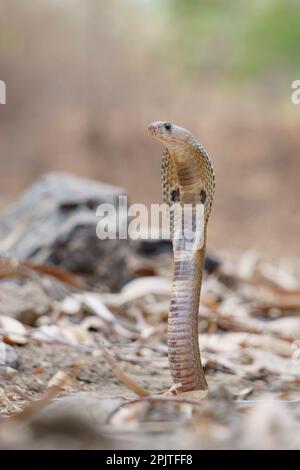 Stacle indiano cobra (naja naja), satara maharashtra india (1) Foto Stock