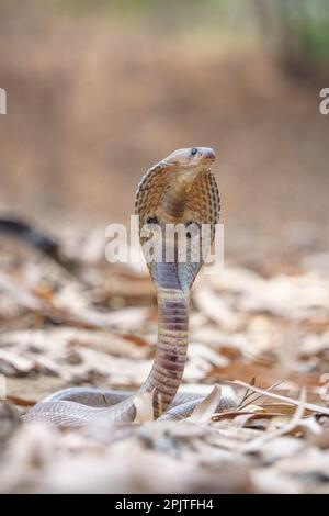 Stacle indiano cobra (naja naja), satara maharashtra india (1) Foto Stock