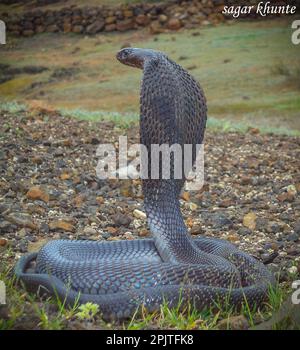 Stacle indiano cobra (naja naja), satara maharashtra india (1) Foto Stock