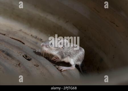 Il topo di casa (Mus muscolusa) topo di casa giovane di pochi giorni. Foto Stock