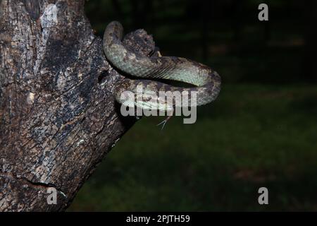 Vipera di buca di Malabar (Craspedocephalus malabaricus) endemica ai ghati occidentali dell'india sudoccidentale, amboli maharashtra india (1) Foto Stock