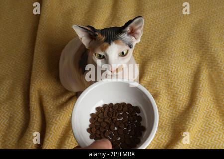 Proprietario che dà la ciotola di alimentazione con kibble a gatto Sphynx su plaid giallo, vista dall'alto Foto Stock