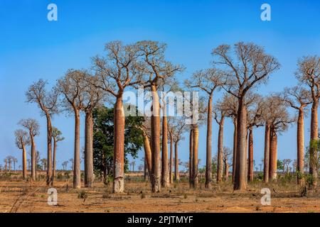 Incredibile foresta di Baobab sulla strada da Morondava a Belo sur Tsiribihina. Una vista spettacolare di famosi alberi endemici maestosi contro il cielo blu. Madaga Foto Stock