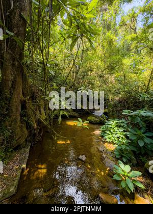 Splendida natura selvaggia del Parco Nazionale di Ranomafana, completa di lussureggiante foresta pluviale e fitta giungla e piccolo ruscello nella foresta pluviale. Deserto del Madagascar Foto Stock