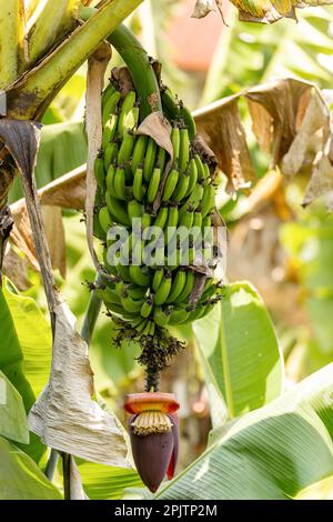 Banana fiorita. Mazzo verde di banane selvatiche immature nella foresta pluviale, parco nazionale di Ranomafana. Madagascar Foto Stock