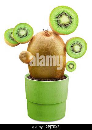 Immagine creativa. Kiwi verde e fettine di kiwi disposte come cactus, piantate in pentola verde su fondo bianco. Foto Stock