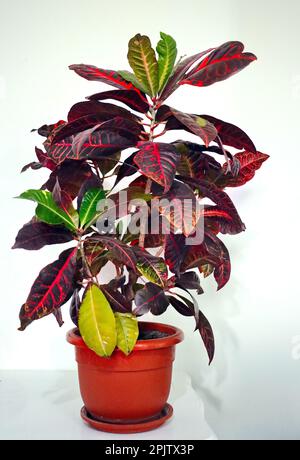 Codiaeum variegatum - Home pianta decorativa con foglie colorate Foto Stock