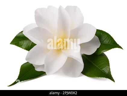Camellia fiore con foglie isolato su bianco Foto Stock