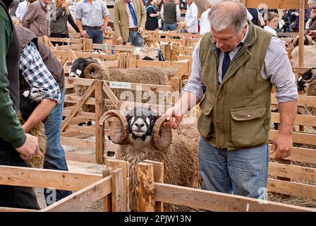 Pecora con corna magnifica, essendo tenuto dal proprietario durante la valutazione alla fiera di pecora di Masham......... Che si svolge a Masham Square, North Yorkshire. Foto Stock