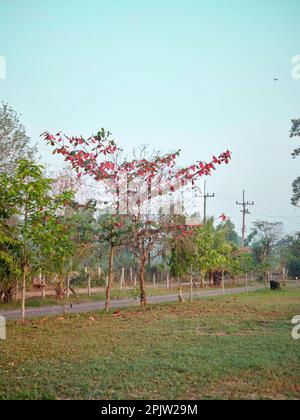 Albero di Malabar le foglie iniziano a diventare rosse in autunno. sfondo naturale Foto Stock