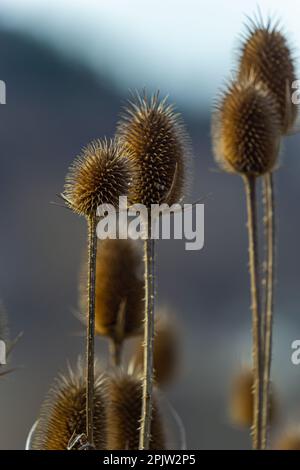 Teasel Dipsacus fullonum di fronte a uno sfondo verde sfocato, Dipsacus fullonum - una robusta pianta biennale. Le piante hanno stocchi prickly appiccicosi fl Foto Stock