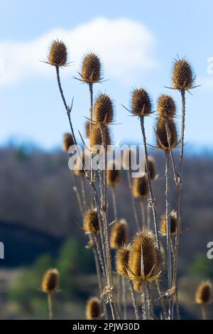 Teasel Dipsacus fullonum di fronte a uno sfondo verde sfocato, Dipsacus fullonum - una robusta pianta biennale. Le piante hanno stocchi prickly appiccicosi fl Foto Stock