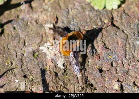 Bombylius Major, Sussex, Regno Unito Foto Stock