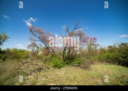 Albero di Giuda in fiore Foto Stock