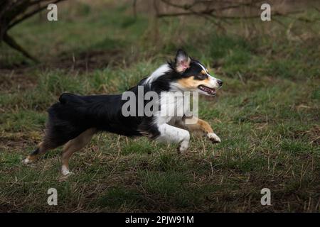 Un pastore australiano a tre colori che attraversa un campo erboso nel parco. Foto Stock