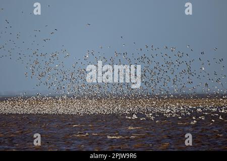 Red Knot in volo sopra il Wash a Snettisham RSPB Reserve Norfolk UK Foto Stock