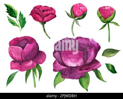 Set di boccioli di fiori viola acquerelli disegnati a mano di peonie rosa con foglie verdi Foto Stock