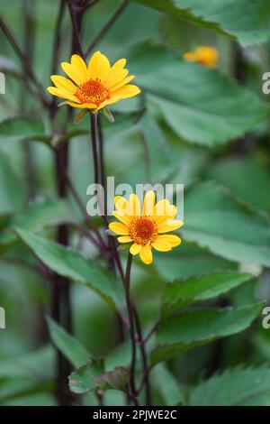 Falso girasole, Heliopsis helianthoides scabra notti d'estate, fiori gialli daisy-like, centri marroni Foto Stock