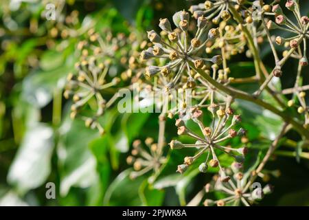 Elica di Ivy o hedera con fiori in grappoli a forma di cupola noti come umbel. Foto Stock