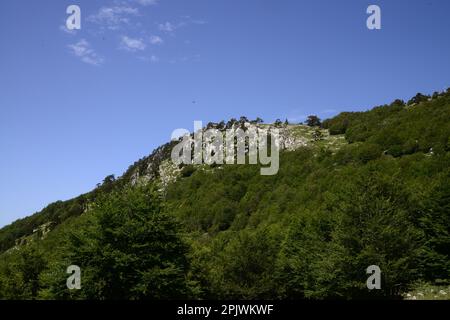 Il Parco Nazionale del Pollino ospita i Pinus heldreichii; Basilicata; Italia, Europa Foto Stock