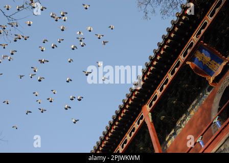 Tempio di Zhihua, dinastia Ming del 1443 d.C. Pechino; Cina Foto Stock