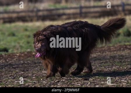 Un cane Terranova rivestito di marrone gode di una piacevole passeggiata nella zona di Marymoor Park, Redmond, Washington Foto Stock