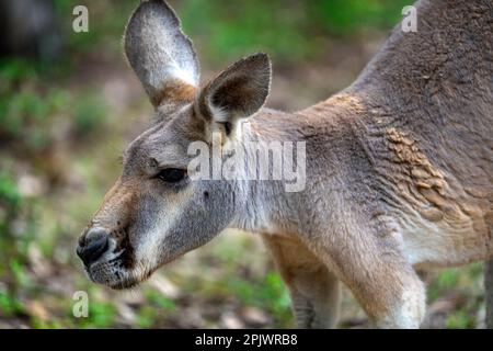 Primo piano del canguro rosso (Osprhranter rufus) Foto Stock