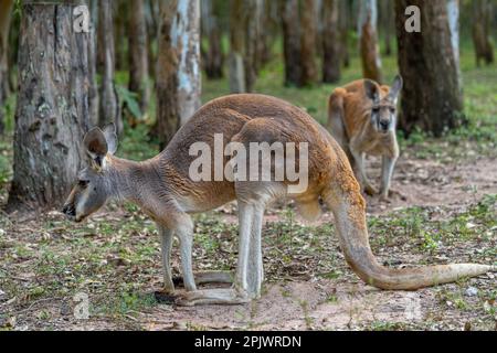 Canguro rosso (Osprhranter rufus) in piedi nel bush aperto. Queensland Australia Foto Stock