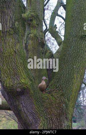 Un'anatra femmina su un albero nel Parco Ujazdowski, Varsavia, Polonia Foto Stock