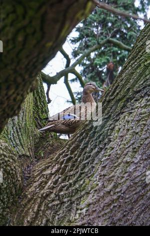 Un'anatra femmina su un albero nel Parco Ujazdowski, Varsavia, Polonia Foto Stock