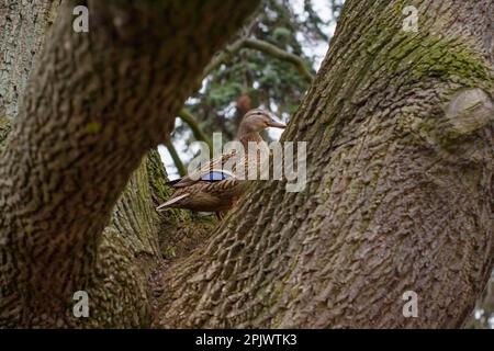 Un'anatra femmina su un albero nel Parco Ujazdowski, Varsavia, Polonia Foto Stock