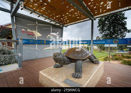 Scultura di Mary River Turtle in pericolo, Taro, Queensland Australia Foto Stock