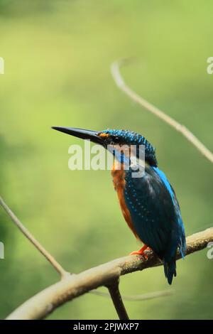 bella e piccola comune eurasiatica kingfisher o fiume kingfisher (alcedo atthis) che si eruttano su un ramo, zona delta sundarban in india Foto Stock