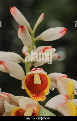 i fiori di cardamomo (badi elaichi) fioriscono in primavera, i fiori esotici bei sono assomiglia ad orchidea, cardamomo tradizionalmente usato come pianta medicinale Foto Stock