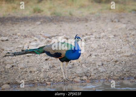 Indian Peacock uccello uccello Fowl (pavo cristate) Ranthambore Parco Nazionale, Rajasthan, India Foto Stock