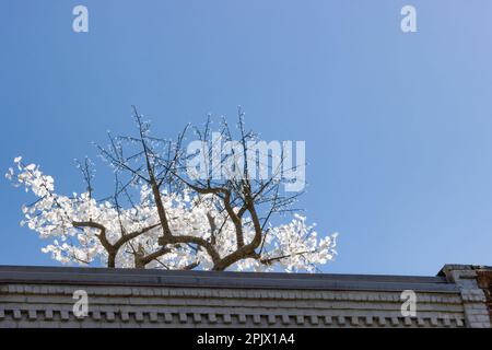 Vista dal basso di un albero artificiale sul tetto Foto Stock