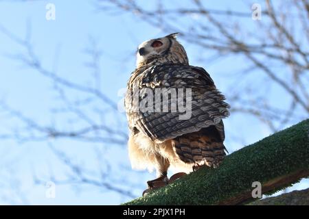 Re gufo nel parco naturalistico Zoom di Pinerolo; Piemonte; Italia Foto Stock