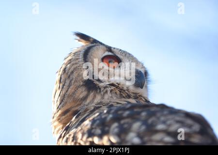 Re gufo nel parco naturalistico Zoom di Pinerolo; Piemonte; Italia Foto Stock
