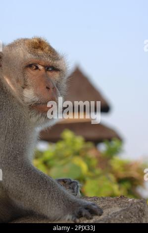 Scimmie che vivono nel tempio pura Luhur Ulu Watu a Bukit Peninsul, Bali. Foto Stock