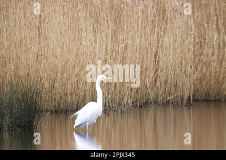 bellissimo uccello fotografato a distanza con il piumaggio invernale. Foto Stock