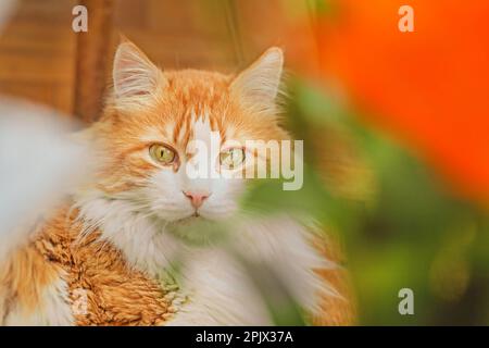 Vera casa affascinante adulto bianco gatto rosso tra rami verdi Foto Stock