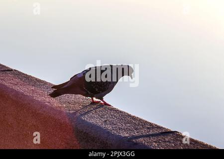 Vero e proprio piccione grazioso su granito parapetto di terrapieno in mattina presto Foto Stock