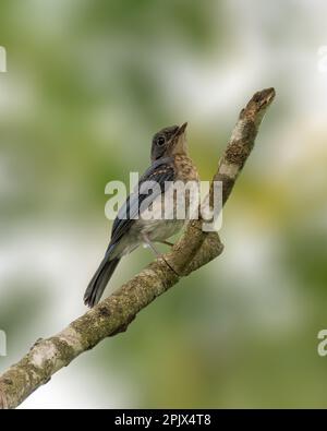Un flycatcher blu di un giovane tickell (Cyornis tickelliae) arroccato su un ramo di albero nel selvaggio. Foto Stock