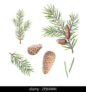 Un insieme di rami di un albero di Natale con coni su sfondo bianco. Acquerello illustrazione di aghi di pino, cedro, abete rosso. I rami dell'albero sono adatti Foto Stock