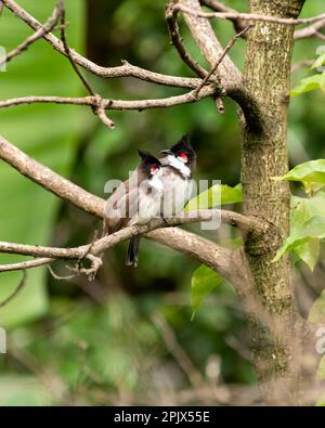 Un bel paio di giovani bulbul di whisky rosso (Pycnonotus jocosus), arroccato su un ramo di albero nel giardino. Foto Stock