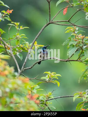 Un uccello solario di loten maschio soleggiato (Cinnyris lotenius), arroccato su un ramo d'albero e splendidamente incorniciato dai rami dell'albero nel giardino. Foto Stock