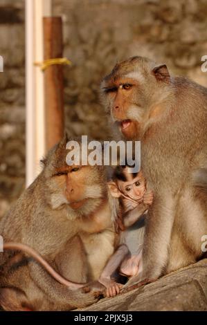 Una scimmia balinese a coda lunga macaco femmina con la sua nuova baia nata, Bali Foto Stock